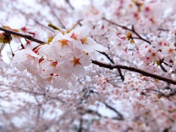 首都圏でもまだまだ満開の桜が観れるなんて知らなかった！桜が観たい方は河口湖へ急げ！！富士山と桜のコラボレーションが見れる！？