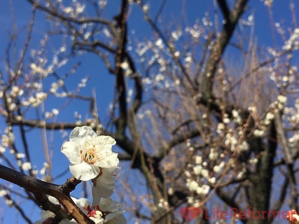 羽根木公園『第40回せたがや梅まつり』梅はまだまだこれからが見頃のようです！
